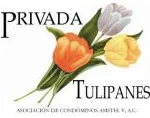 tulipanes